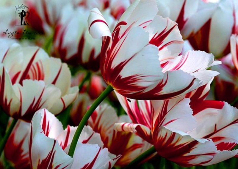 Tulip Semper Augustus  - Hoa cưới đắt nhất thế giới